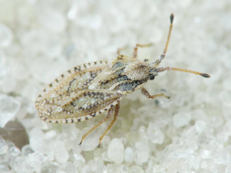 Lasiacantha capucina (Germar, 1837)